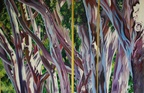 2008 Medicino Eucalyptus Trees  36 x 72 (3 canvasses)