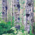 2003 Birch Trees  18 x 24