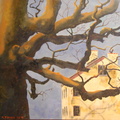 sweetman's oak 2009-2013   36 x 48