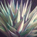 2016 Agave 36 by 48